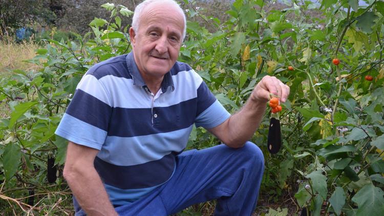 Patlıcan tohumu ekti, yetişen ürünler şaşkına çevirdi!