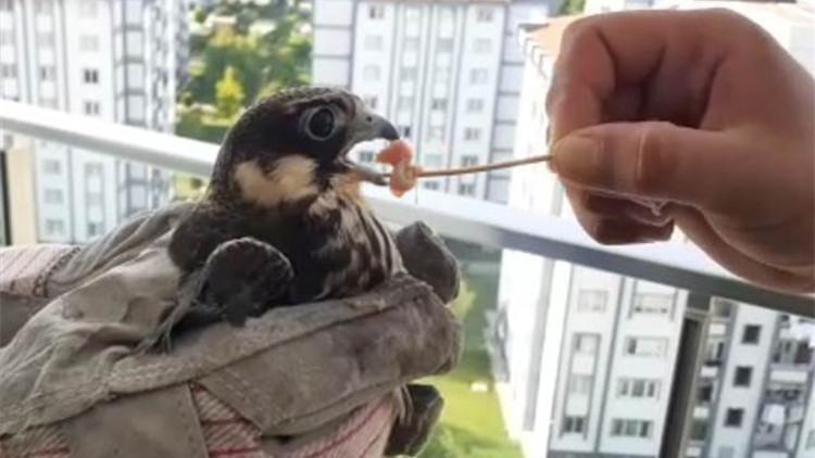 Balkonuna konan doğanı elleriyle besleyip doğaya saldı