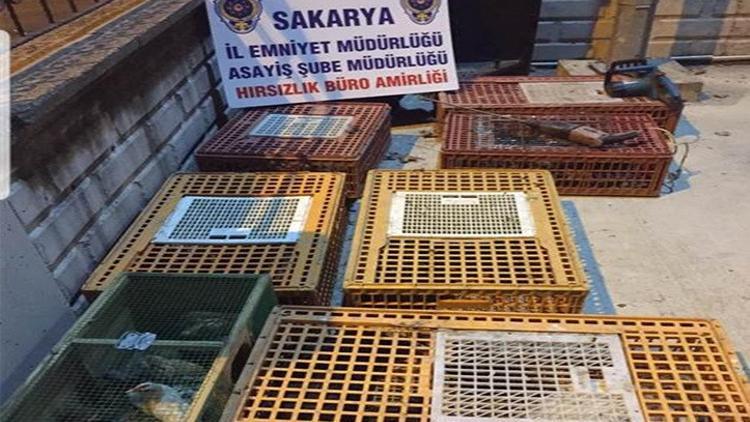 Kasasında tavuk ve kazların olduğu kamyoneti çaldılar