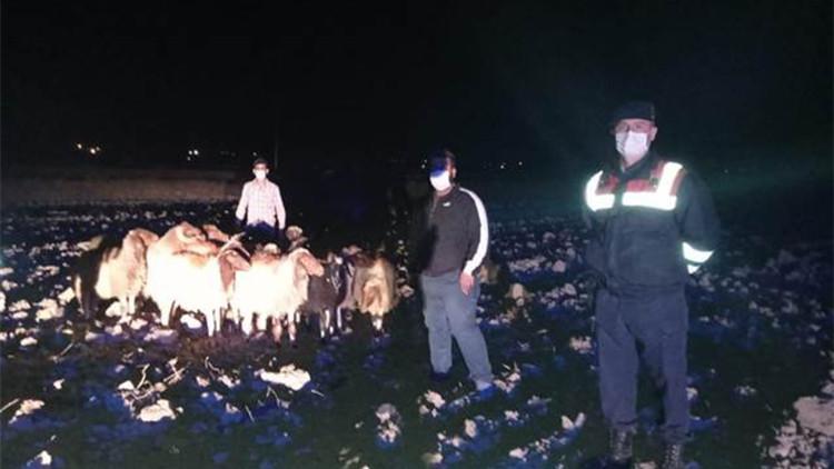 Kaybolan koyunları, jandarma buldu