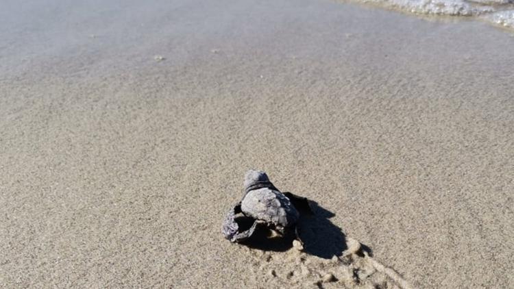 Marmara'da şaşkınlık yaratan keşif: Caretta caretta yuvası bulundu