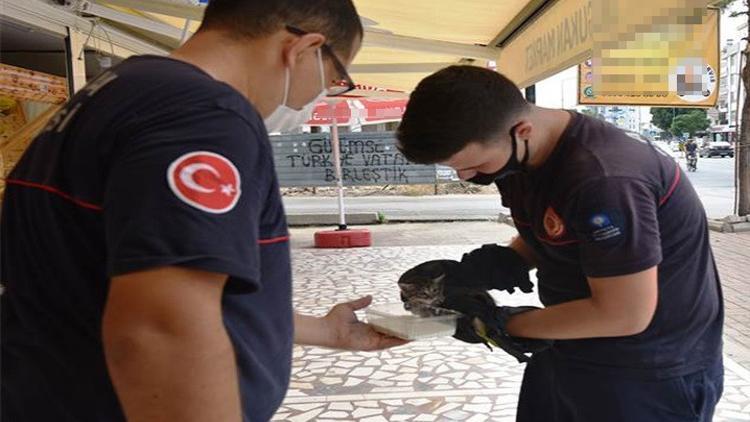 Sulama kuyusuna düşen yavru kediyi itfaiye kurtardı