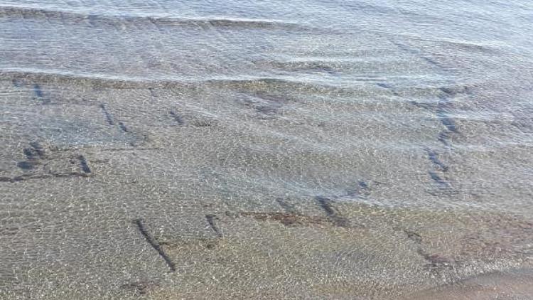 'Karadeniz’de yapılan ilk resmi araştırma'