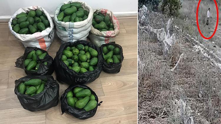 Antalya'da avokado hırsızı 2 kardeş, çaldıklarını satamadan yakalandı