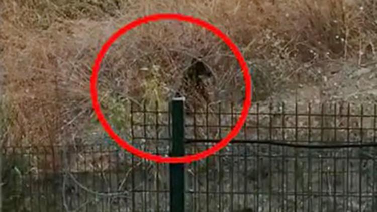 Büyükçekmece'de boz ayı paniği! İki gün üst üste ortaya çıktı