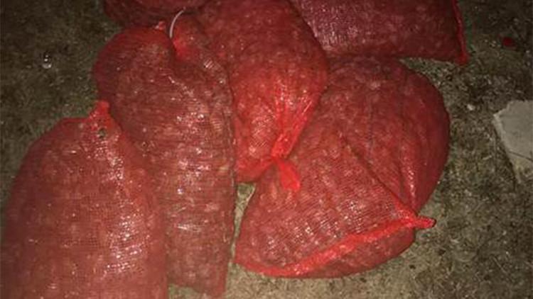 Edirne’de 500 kilo kaçak midye ele geçirildi