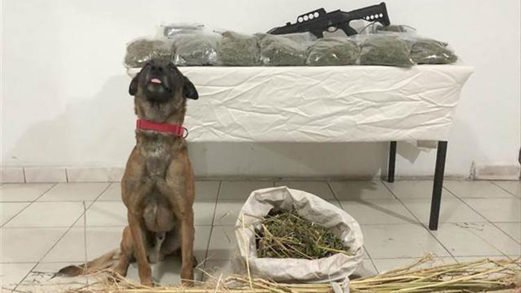 Ardahanda, evdeki 10 kilo esrarı ’Ateş’ buldu