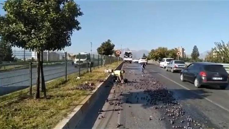 Polis, yola dökülen meyveleri çiftçiyle birlikte topladı