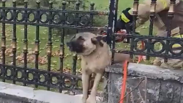 Başakşehir'de demir parmaklıklara sıkışan köpek kurtarıldı...