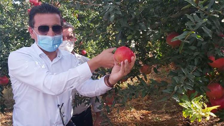 Milletvekili Uslu, nar hasadında