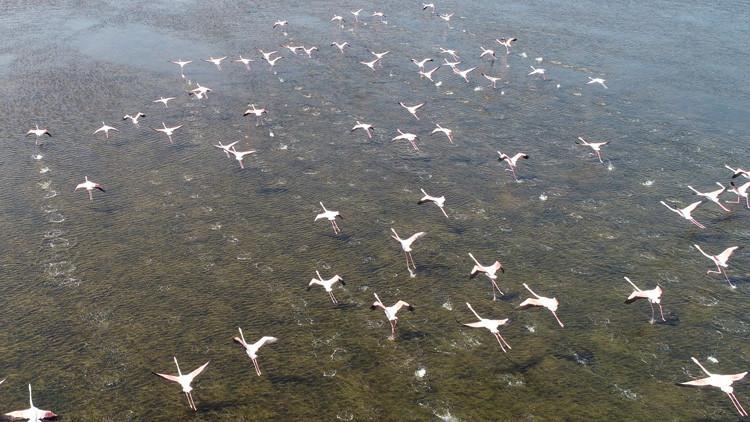 'Allı turnalar' Adana'ya gelmeye başladı