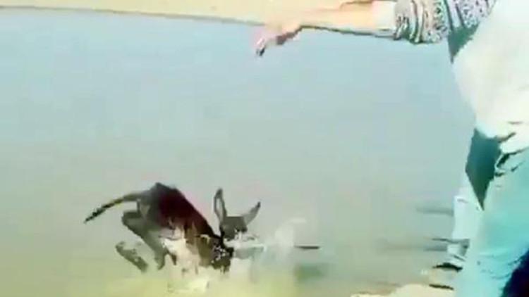 Eziyet etti, görüntüleri paylaştı! Cezası belli oldu