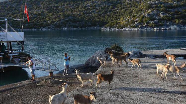 Aşırlı Adasındaki dağ keçilerine yiyecek ve içecek bırakıldı