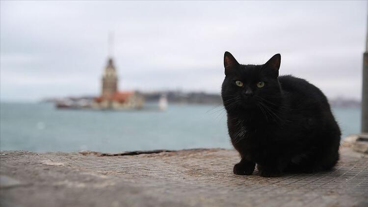 Dünya Kara Kedi Günü ne zaman İşte tarih bilgisi