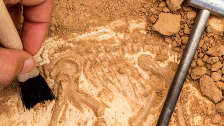 Arjantinde 70 milyon yıllık dinozor fosili ortaya çıktı