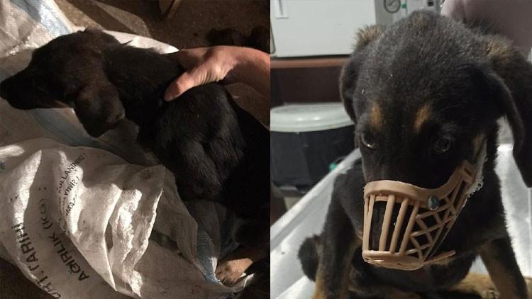 Vicdansızlar! Yavru köpeği çuvala koyup, seyir halindeki araçtan attılar