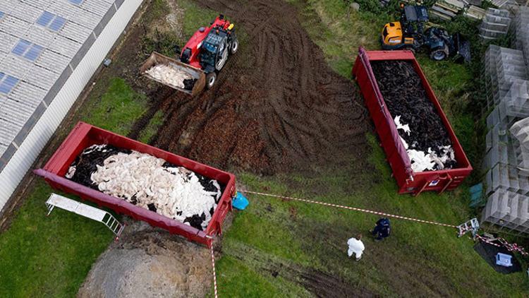 Danimarka o vizonları toplu mezara gömdü