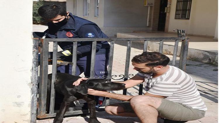 Parmaklığa sıkışan köpek kurtarılınca minik Yağız sevinçten zıpladı