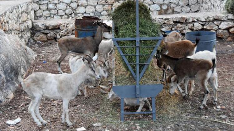 Aç ve susuz kalan dağ keçilerine ikinci yiyecek seferi