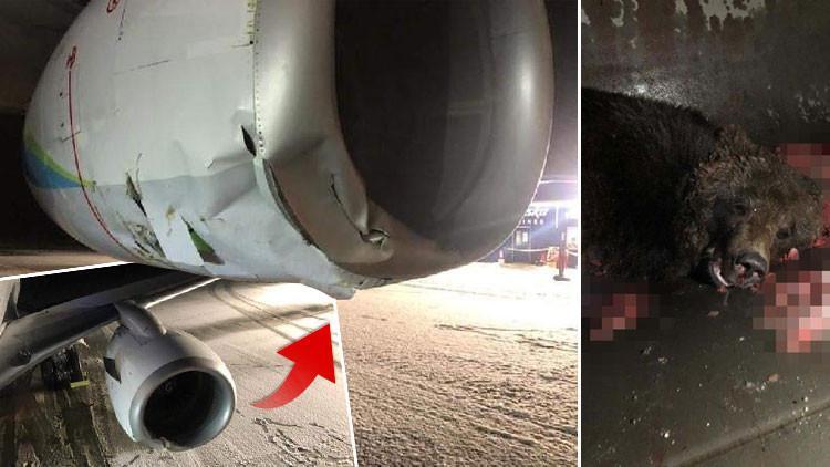 Akılalmaz olay! Boeing tipi yolcu uçağı boz ayıya çarptı