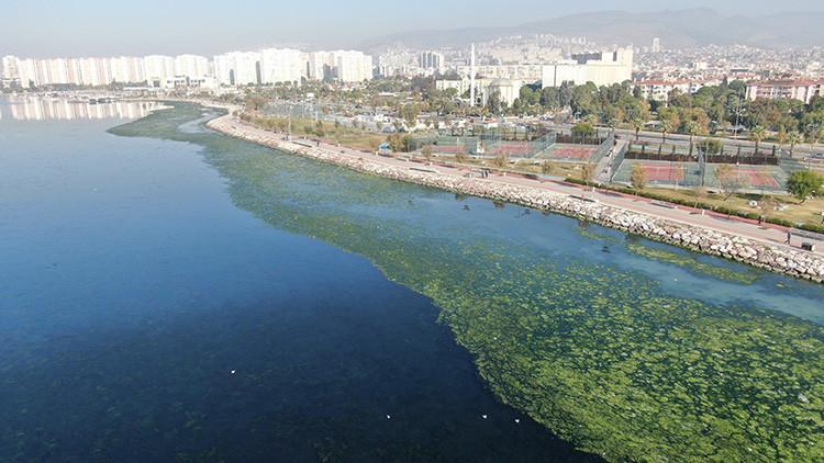 Son dakika haberleri... İzmir'de şaşırtan görüntü! 'Sosyal medyada görünce öğrendim'