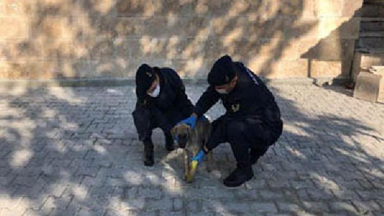 Jandarmadan bacağı kırılan sokak köpeğine yardım