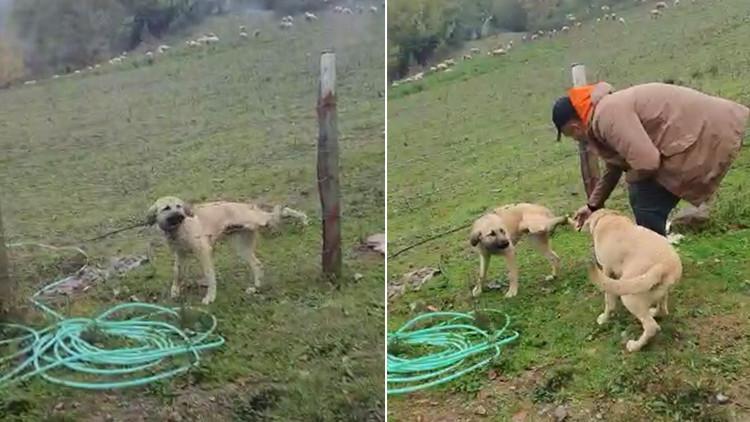 Bartın'da bacağı tele takılan köpeği kurtardı