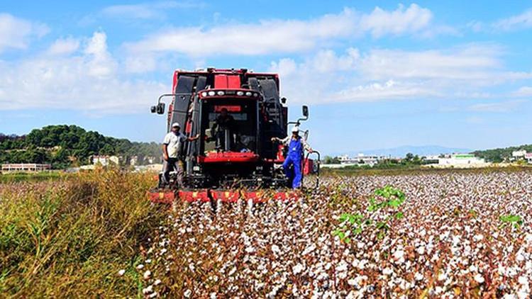 Türk pamuğuna talep Kovid-19'a rağmen arttı