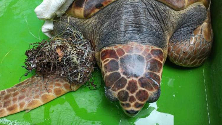Kaset bandına dolanan caretta caretta, boğulmak üzereyken bulundu