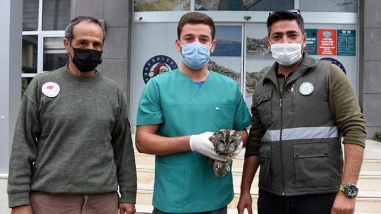 Tüfekle vurulan yaralı baykuş tedaviye alındı