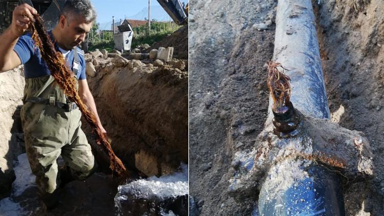 Suların az akmasının nedeni belli oldu! İçme suyu hattından 5 metrelik kunduz çıktı