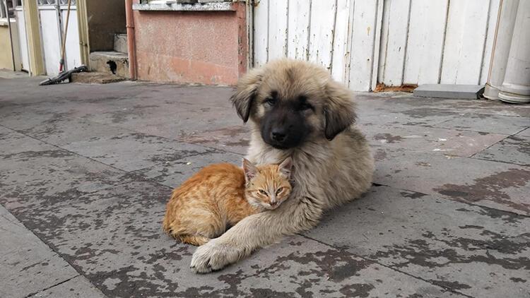Yavru köpek ve kedinin dostluğu