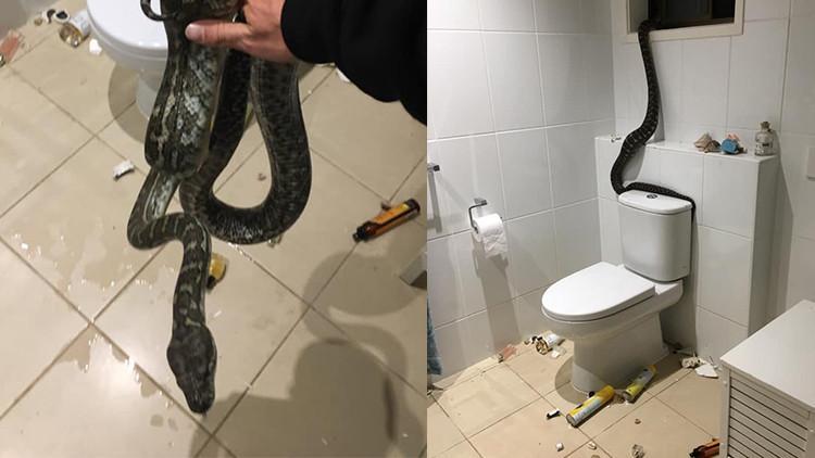 Avustralya’da banyoya giren dev piton korkuttu