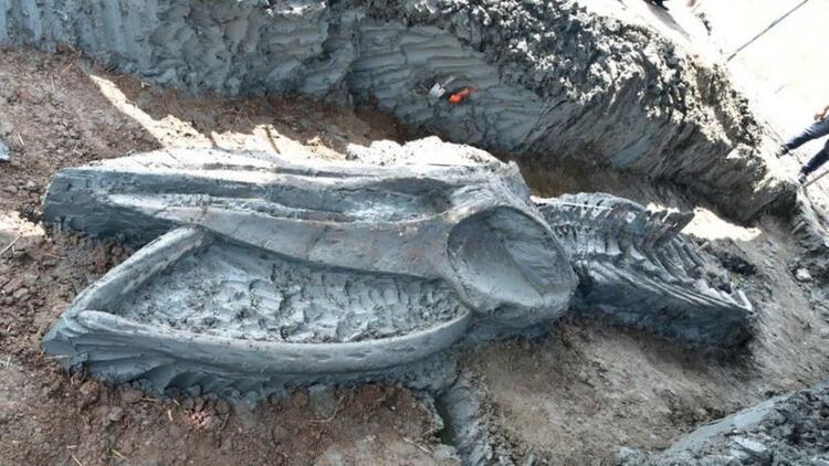 Tayland sınırlarında 5 bin yıllık balina iskeleti bulundu