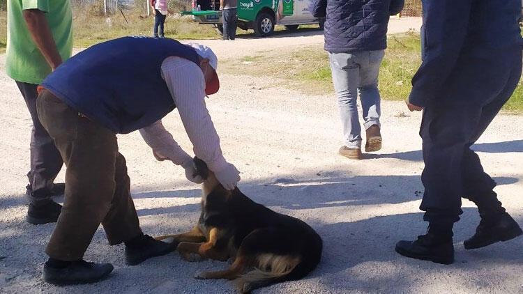 Çanakkale’de terk edilen köpeklere jandarma sahip çıktı