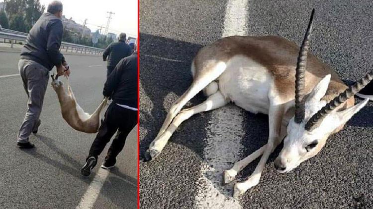 İzmir'de akılalmaz olay! Yaralı ceylanla kayıplara karıştı