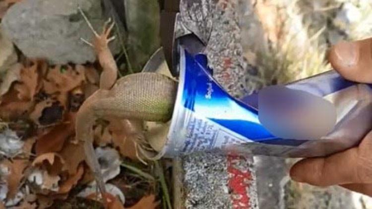 İçecek kutusuna sıkışan kertenkeleyi penseyle kurtardı