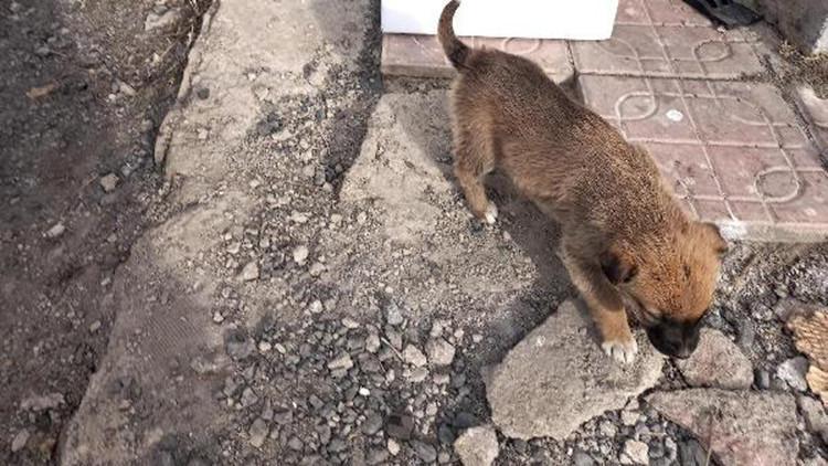 Annesi kaybolan yavru köpeklere belediye ekipleri sahip çıktı