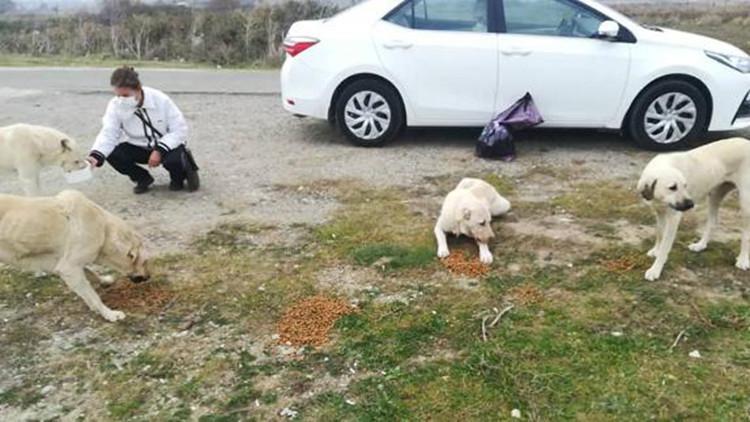 Sokak köpeği ve 14 yavrusuna hayvanseverler sahip çıktı