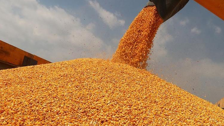 Mısır fiyatları çiftçileri mutlu etti