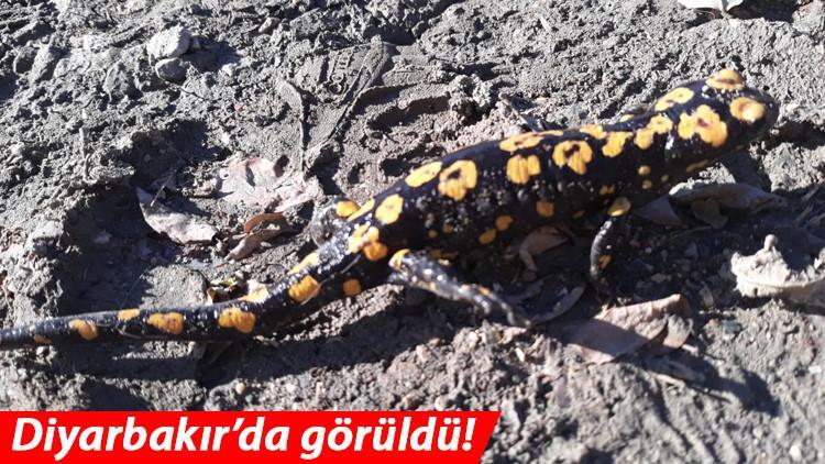 Diyarbakır’da nesli tükenme tehlikesi altında olan ‘Türk semenderi’ görüldü