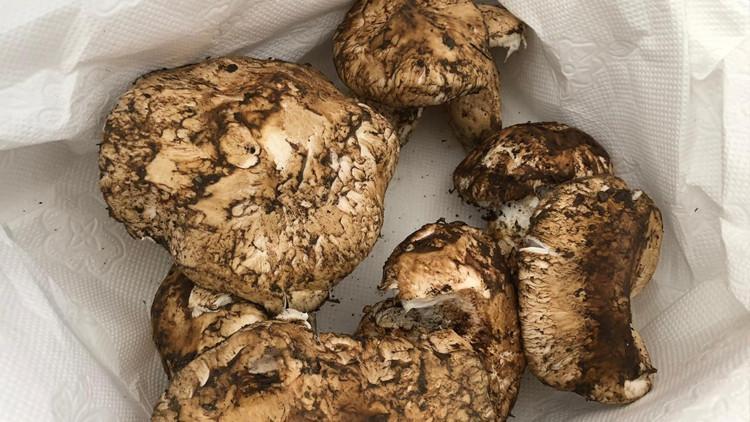 Türkiye'de kiloyla satılıyor, Japonlar taneyle alıyor