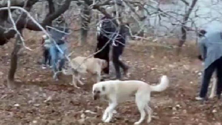 Kısıtlamayı ihlal edip, köpek dövüştüren 4 kişiye 32 bin lira ceza
