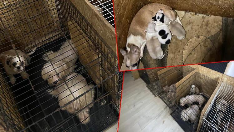 Son dakika haberler... İşte Ankara'daki köpek vahşetinin raporu: Ses telleri dağlanmış