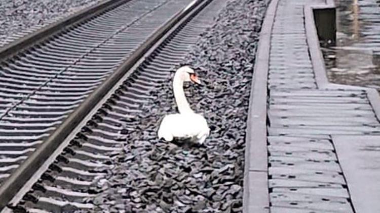 Eşinin yasını tutan kuğu Almanya'da tren seferlerini aksattı