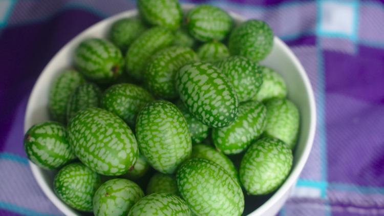 cucamelon meksika karpuzu nedir cucamelon meyvesinin faydalari nelerdir mahmure