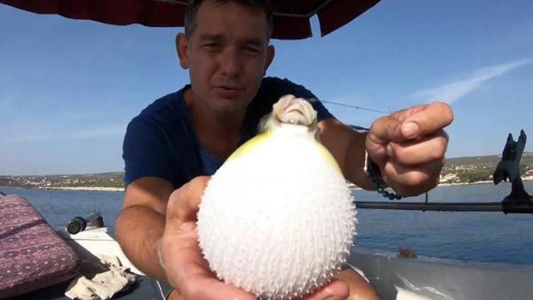'Van'da ölüme neden olan balon balığı, Mersin'den gönderilmiş olabilir'