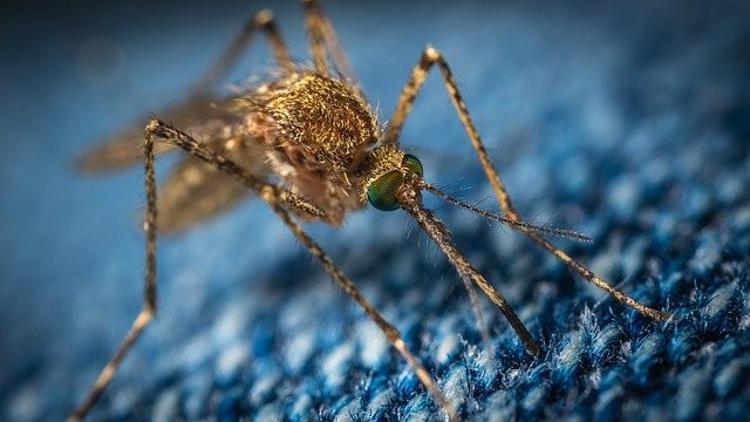 Japon araştırmacılar sivrisineğin koklama duyusuyla kanser dedektörü geliştirdi
