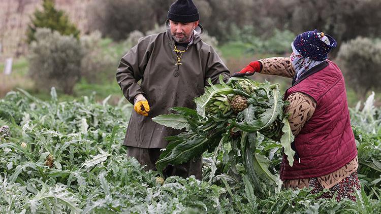 İzmir'de enginar hasadı başladı! Üreticilerin yüzü gülüyor