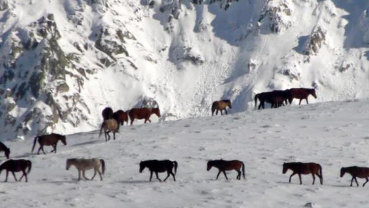 Karlı dağlarda yiyecek arayan yılkı atları görüntülendi